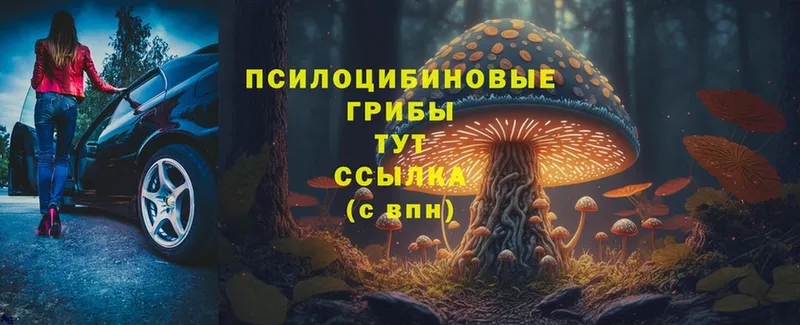 кракен вход  Тайга  Псилоцибиновые грибы MAGIC MUSHROOMS 